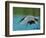 Reddish Egret Fishing in Shallow Water, Ding Darling NWR, Sanibel Island, Florida, USA-Charles Sleicher-Framed Photographic Print