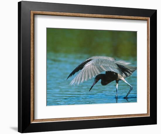 Reddish Egret Fishing in Shallow Water, Ding Darling NWR, Sanibel Island, Florida, USA-Charles Sleicher-Framed Photographic Print