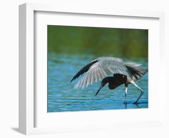 Reddish Egret Fishing in Shallow Water, Ding Darling NWR, Sanibel Island, Florida, USA-Charles Sleicher-Framed Photographic Print