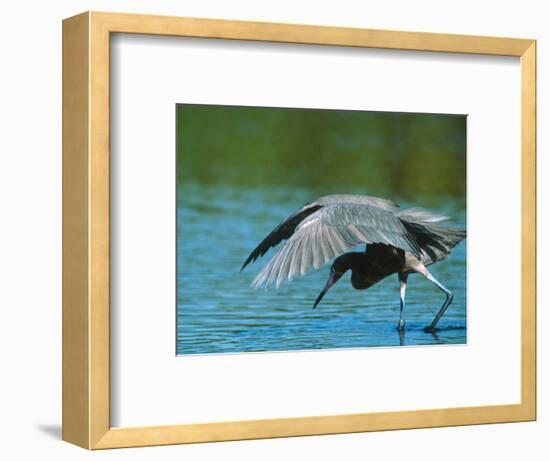 Reddish Egret Fishing in Shallow Water, Ding Darling NWR, Sanibel Island, Florida, USA-Charles Sleicher-Framed Photographic Print