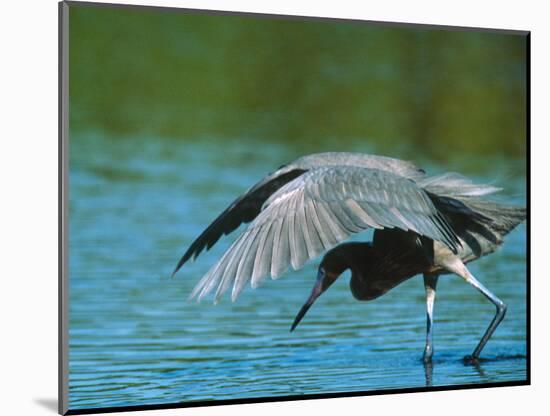 Reddish Egret Fishing in Shallow Water, Ding Darling NWR, Sanibel Island, Florida, USA-Charles Sleicher-Mounted Photographic Print