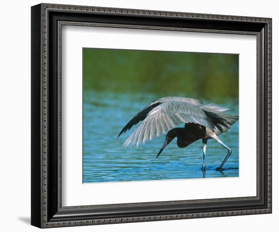 Reddish Egret Fishing in Shallow Water, Ding Darling NWR, Sanibel Island, Florida, USA-Charles Sleicher-Framed Photographic Print