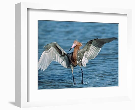 Reddish Egret Fishing in Shallow Water, Ding Darling NWR, Sanibel Island, Florida, USA-Charles Sleicher-Framed Photographic Print