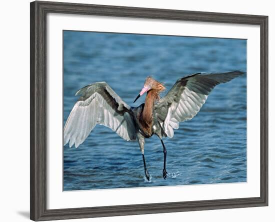 Reddish Egret Fishing in Shallow Water, Ding Darling NWR, Sanibel Island, Florida, USA-Charles Sleicher-Framed Photographic Print