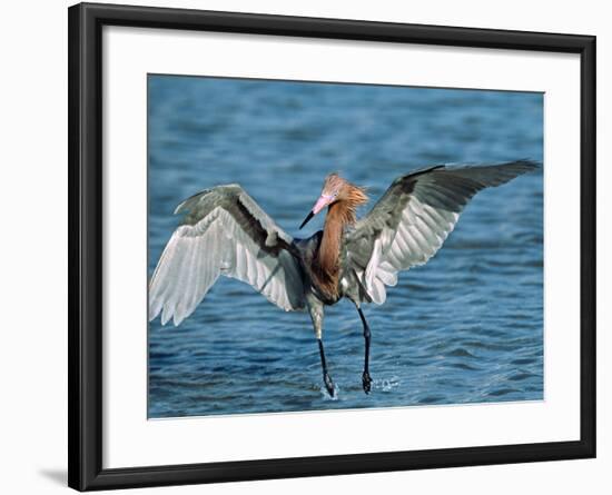 Reddish Egret Fishing in Shallow Water, Ding Darling NWR, Sanibel Island, Florida, USA-Charles Sleicher-Framed Photographic Print