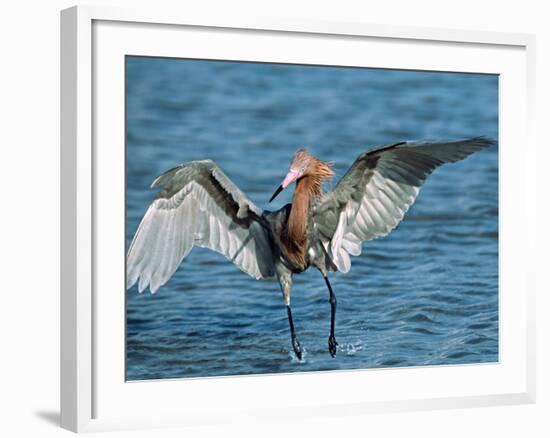 Reddish Egret Fishing in Shallow Water, Ding Darling NWR, Sanibel Island, Florida, USA-Charles Sleicher-Framed Photographic Print