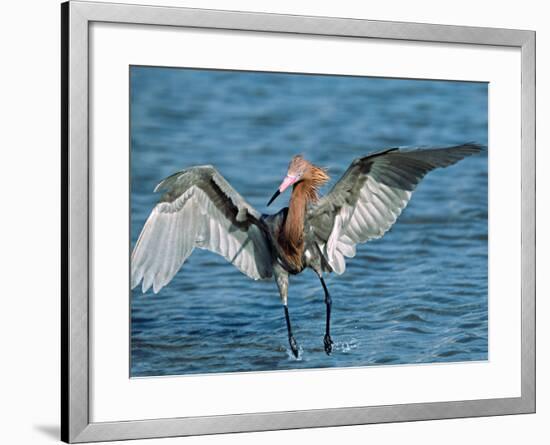 Reddish Egret Fishing in Shallow Water, Ding Darling NWR, Sanibel Island, Florida, USA-Charles Sleicher-Framed Photographic Print