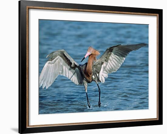 Reddish Egret Fishing in Shallow Water, Ding Darling NWR, Sanibel Island, Florida, USA-Charles Sleicher-Framed Photographic Print