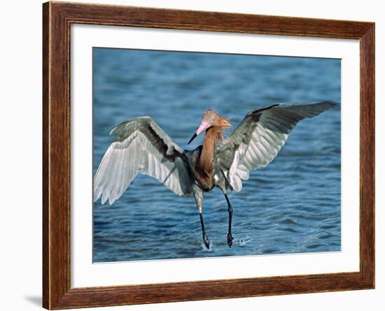 Reddish Egret Fishing in Shallow Water, Ding Darling NWR, Sanibel Island, Florida, USA-Charles Sleicher-Framed Photographic Print