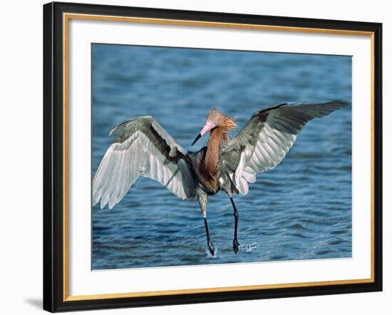 Reddish Egret Fishing in Shallow Water, Ding Darling NWR, Sanibel Island, Florida, USA-Charles Sleicher-Framed Photographic Print