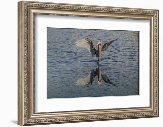 Reddish egret fishing, Merritt Island National Wildlife Refuge, Florida-Adam Jones-Framed Photographic Print