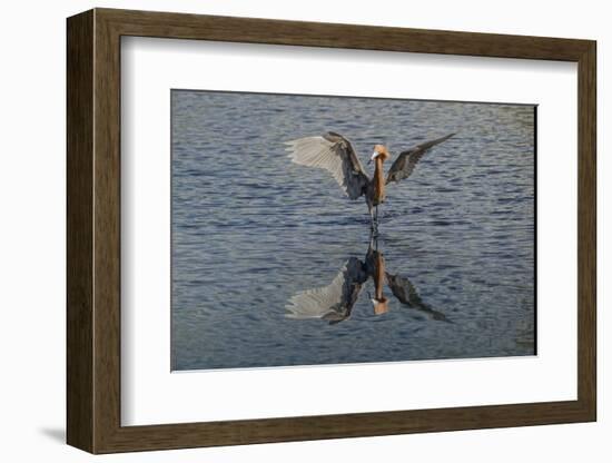 Reddish egret fishing, Merritt Island National Wildlife Refuge, Florida-Adam Jones-Framed Photographic Print