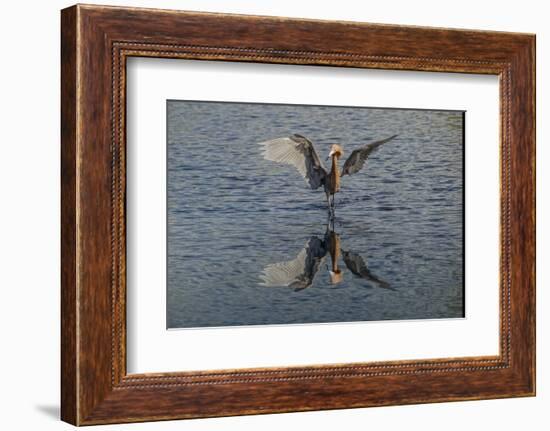 Reddish egret fishing, Merritt Island National Wildlife Refuge, Florida-Adam Jones-Framed Photographic Print