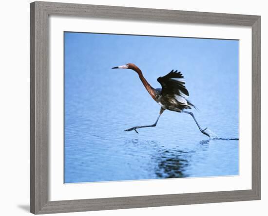 Reddish Egret Fishing, Sanibel Island, Ding Darling National Wildlife Refuge, Florida, USA-Charles Sleicher-Framed Photographic Print