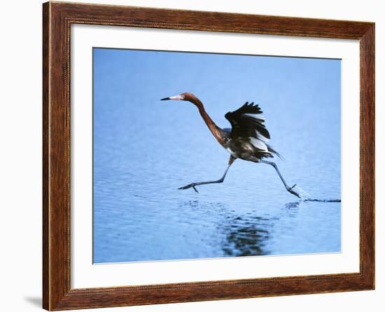 Reddish Egret Fishing, Sanibel Island, Ding Darling National Wildlife Refuge, Florida, USA-Charles Sleicher-Framed Photographic Print