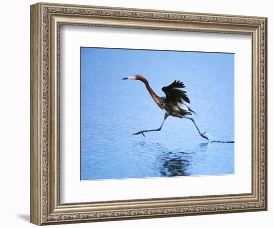 Reddish Egret Fishing, Sanibel Island, Ding Darling National Wildlife Refuge, Florida, USA-Charles Sleicher-Framed Photographic Print