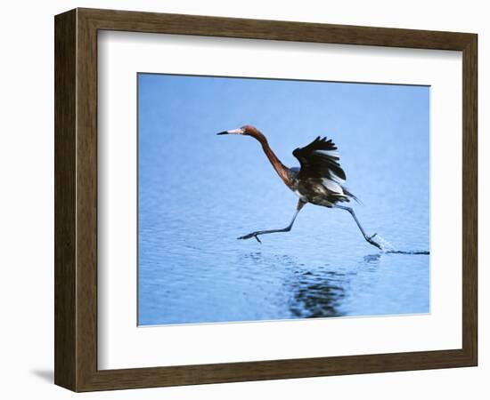 Reddish Egret Fishing, Sanibel Island, Ding Darling National Wildlife Refuge, Florida, USA-Charles Sleicher-Framed Photographic Print