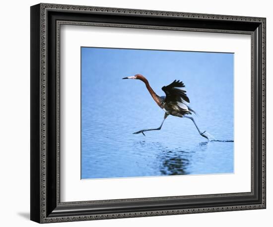 Reddish Egret Fishing, Sanibel Island, Ding Darling National Wildlife Refuge, Florida, USA-Charles Sleicher-Framed Photographic Print