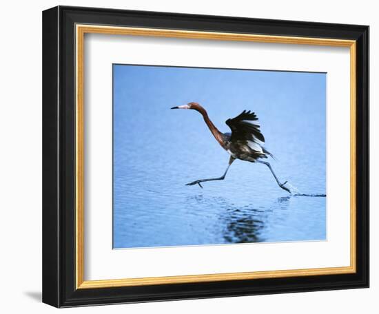 Reddish Egret Fishing, Sanibel Island, Ding Darling National Wildlife Refuge, Florida, USA-Charles Sleicher-Framed Photographic Print