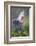 Reddish Egret in Breeding Plumage, Green Island Sanctuary, Texas, USA-Larry Ditto-Framed Photographic Print