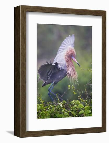 Reddish Egret in Breeding Plumage, Green Island Sanctuary, Texas, USA-Larry Ditto-Framed Photographic Print