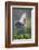 Reddish Egret in Breeding Plumage, Green Island Sanctuary, Texas, USA-Larry Ditto-Framed Photographic Print