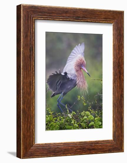 Reddish Egret in Breeding Plumage, Green Island Sanctuary, Texas, USA-Larry Ditto-Framed Photographic Print