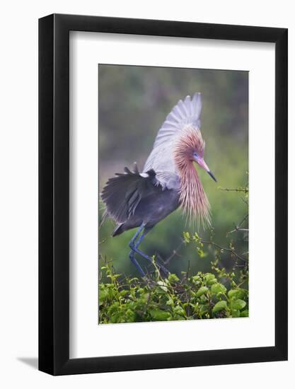 Reddish Egret in Breeding Plumage, Green Island Sanctuary, Texas, USA-Larry Ditto-Framed Photographic Print