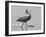 Reddish Egret, Merritt Island National Wildlife Refuge, Florida, USA-Diane Johnson-Framed Photographic Print