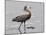 Reddish Egret, Merritt Island National Wildlife Refuge, Florida, USA-Diane Johnson-Mounted Photographic Print