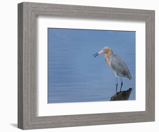 Reddish egret, Merritt Island National Wildlife Refuge, Florida, USA-Maresa Pryor-Framed Photographic Print