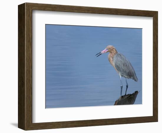 Reddish egret, Merritt Island National Wildlife Refuge, Florida, USA-Maresa Pryor-Framed Photographic Print