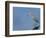 Reddish egret, Merritt Island National Wildlife Refuge, Florida, USA-Maresa Pryor-Framed Photographic Print