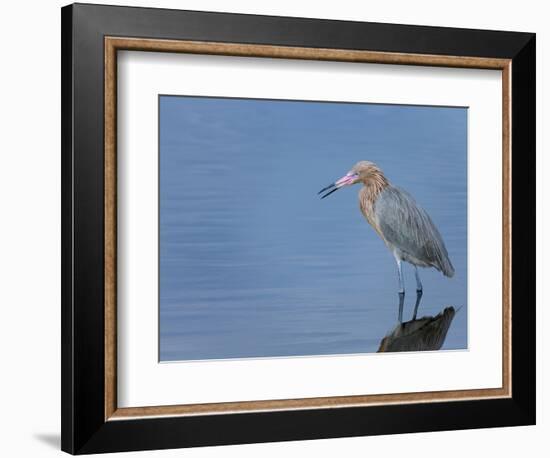 Reddish egret, Merritt Island National Wildlife Refuge, Florida, USA-Maresa Pryor-Framed Photographic Print