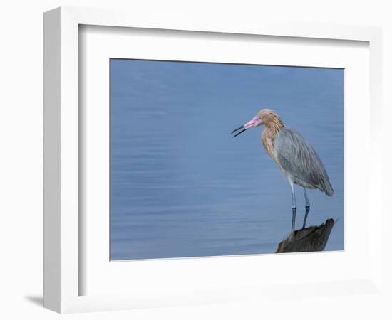 Reddish egret, Merritt Island National Wildlife Refuge, Florida, USA-Maresa Pryor-Framed Photographic Print