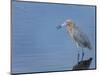 Reddish egret, Merritt Island National Wildlife Refuge, Florida, USA-Maresa Pryor-Mounted Photographic Print