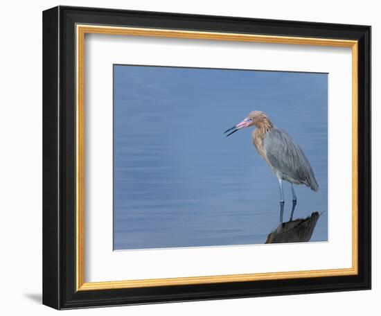 Reddish egret, Merritt Island National Wildlife Refuge, Florida, USA-Maresa Pryor-Framed Photographic Print