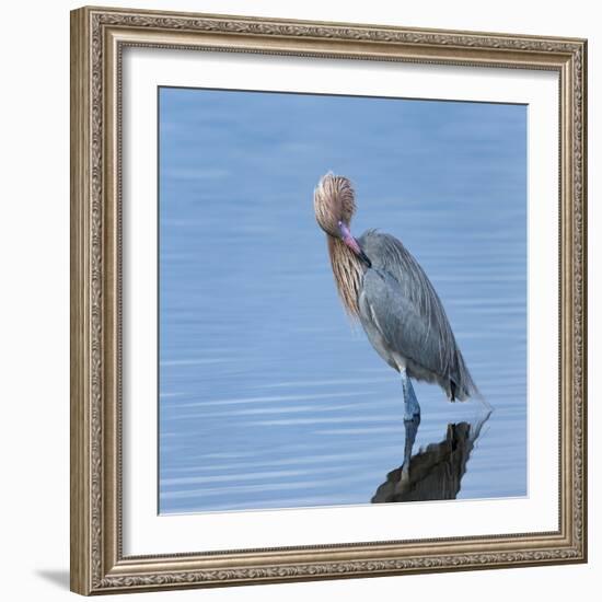 Reddish egret preening, Merritt Island National Wildlife Refuge, Florida, USA-Maresa Pryor-Framed Photographic Print