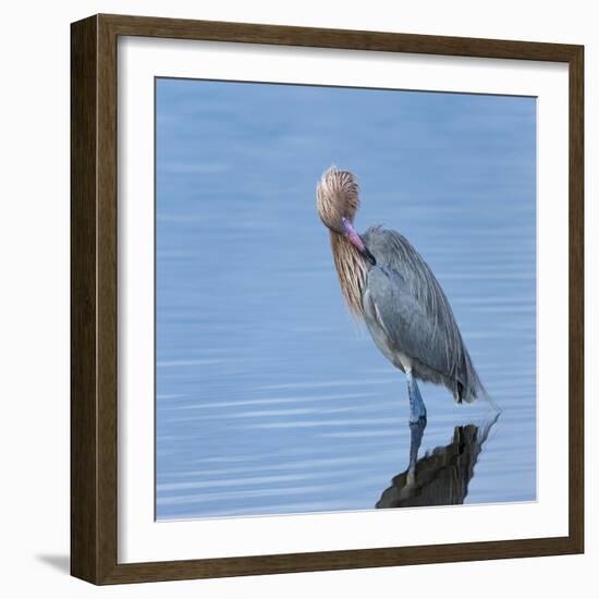 Reddish egret preening, Merritt Island National Wildlife Refuge, Florida, USA-Maresa Pryor-Framed Photographic Print