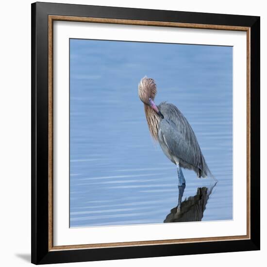 Reddish egret preening, Merritt Island National Wildlife Refuge, Florida, USA-Maresa Pryor-Framed Photographic Print