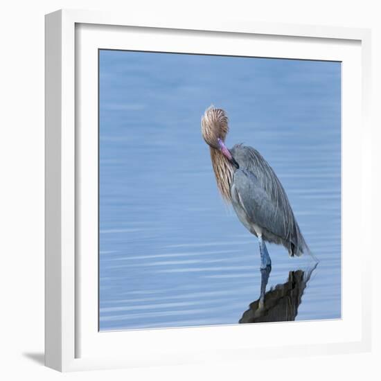 Reddish egret preening, Merritt Island National Wildlife Refuge, Florida, USA-Maresa Pryor-Framed Photographic Print