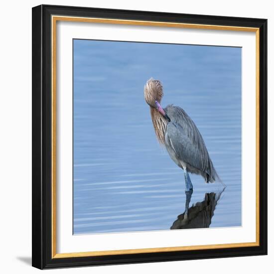 Reddish egret preening, Merritt Island National Wildlife Refuge, Florida, USA-Maresa Pryor-Framed Photographic Print