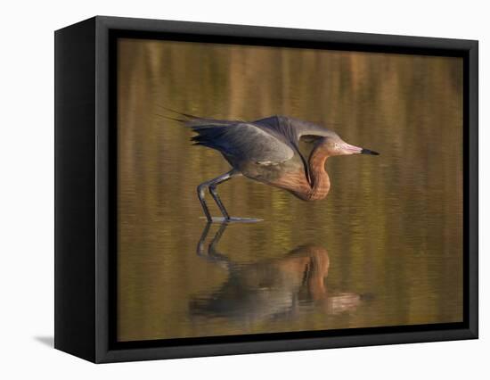 Reddish Egret Reflected in Water and Preparing to Take Off, Ft. Myers Beach, Florida, USA-Ellen Anon-Framed Premier Image Canvas