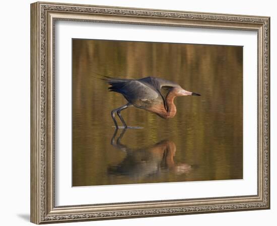 Reddish Egret Reflected in Water and Preparing to Take Off, Ft. Myers Beach, Florida, USA-Ellen Anon-Framed Photographic Print