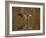 Reddish Egret Reflected in Water and Preparing to Take Off, Ft. Myers Beach, Florida, USA-Ellen Anon-Framed Photographic Print