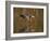 Reddish Egret Reflected in Water and Preparing to Take Off, Ft. Myers Beach, Florida, USA-Ellen Anon-Framed Photographic Print