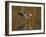 Reddish Egret Reflected in Water and Preparing to Take Off, Ft. Myers Beach, Florida, USA-Ellen Anon-Framed Photographic Print