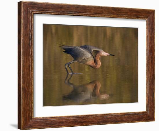 Reddish Egret Reflected in Water and Preparing to Take Off, Ft. Myers Beach, Florida, USA-Ellen Anon-Framed Photographic Print