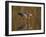 Reddish Egret Reflected in Water and Preparing to Take Off, Ft. Myers Beach, Florida, USA-Ellen Anon-Framed Photographic Print