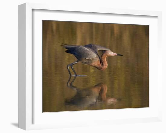 Reddish Egret Reflected in Water and Preparing to Take Off, Ft. Myers Beach, Florida, USA-Ellen Anon-Framed Photographic Print